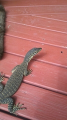 Varanus panoptes
