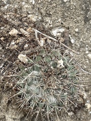Mammillaria petrophila