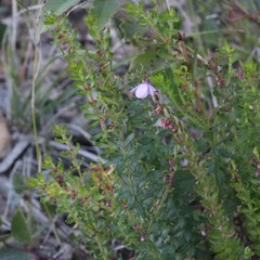 Tetratheca pilosa