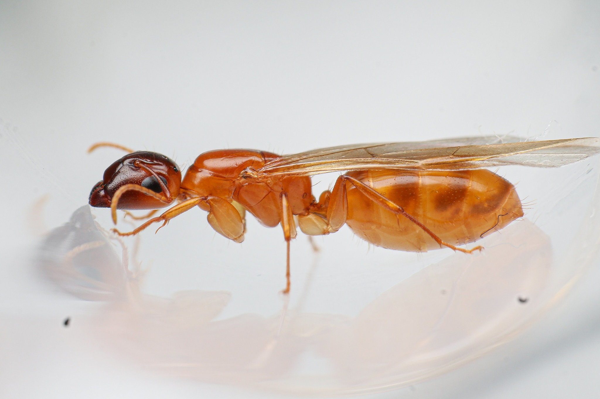 Camponotus fugax