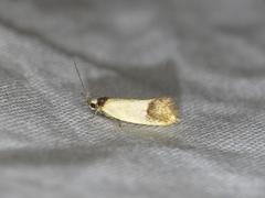 Merocroca automima