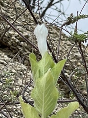 Ruellia leucantha