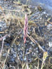 Elymus violaceus