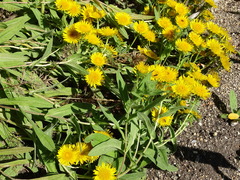 Pentanema helenioides