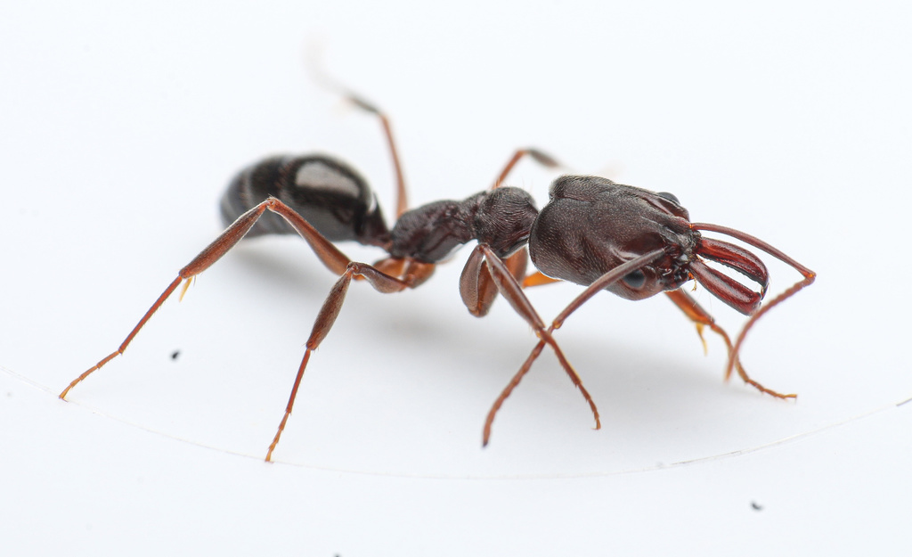Haematodusgroup Trapjaw Ants from Jamaica, Negril, Cornwall County