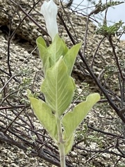 Ruellia leucantha