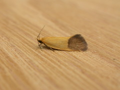 Merocroca automima