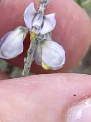 Polygala magdalenae