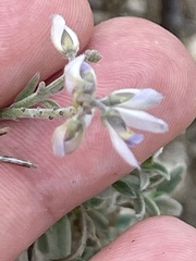 Polygala magdalenae
