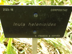 Pentanema helenioides