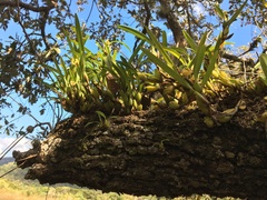 Maxillaria variabilis