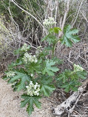 Cnidoscolus maculatus