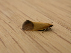 Merocroca automima