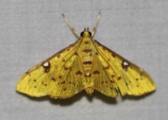 Archernis callixantha