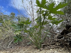 Cnidoscolus maculatus