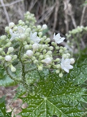 Cnidoscolus maculatus