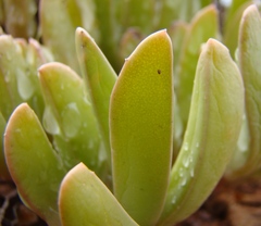 Acrodon purpureostylus