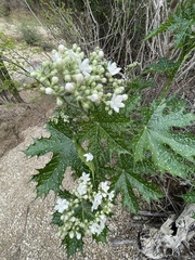 Cnidoscolus maculatus