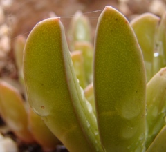Acrodon purpureostylus