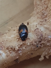 Diaperinae