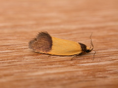 Merocroca automima