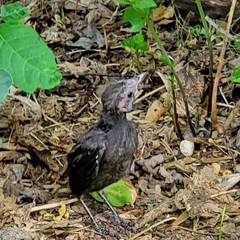 Quiscalus quiscula
