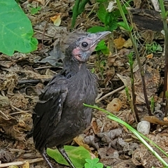 Quiscalus quiscula