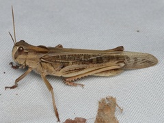 Locusta migratoria migratorioides