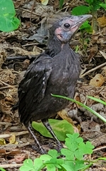 Quiscalus quiscula