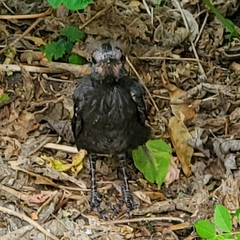 Quiscalus quiscula