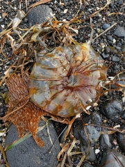 Chrysaora melanaster