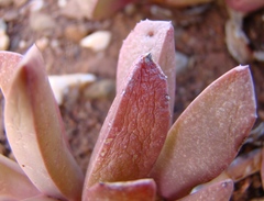 Acrodon purpureostylus