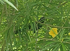 Eudynamys scolopaceus