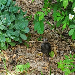 Quiscalus quiscula