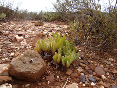 Acrodon purpureostylus