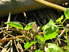 Papilio demoleus