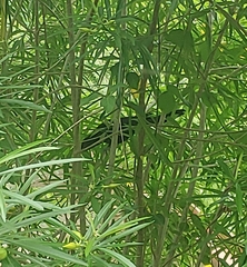 Eudynamys scolopaceus