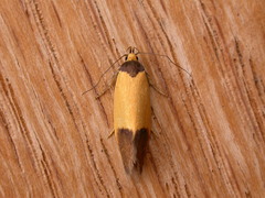 Merocroca automima