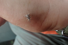 Stephanorhynchus curvipes