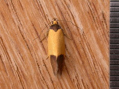Merocroca automima