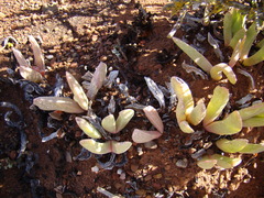 Acrodon purpureostylus