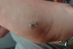 Stephanorhynchus curvipes