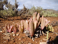 Acrodon purpureostylus