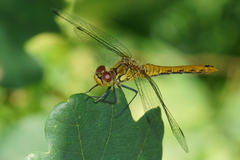 Sympetrum sanguineum