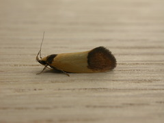 Merocroca automima