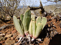 Acrodon purpureostylus