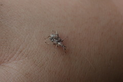 Stephanorhynchus curvipes