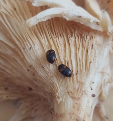 Diaperinae