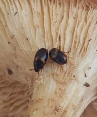 Diaperinae