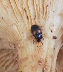 Diaperinae